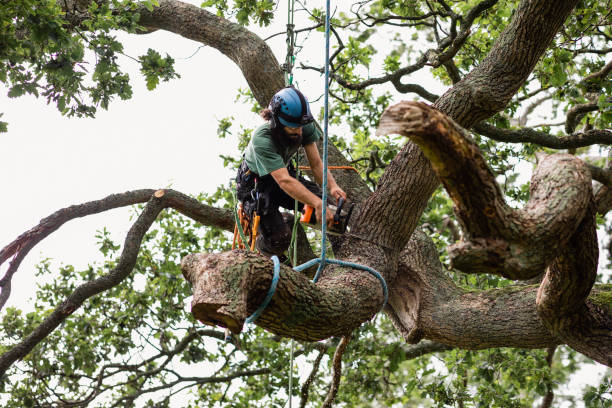 How Our Tree Care Process Works  in  Gifford, FL