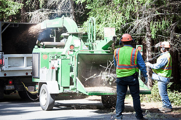 Best Seasonal Cleanup  in Gifford, FL